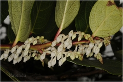 Gaultheria fragrantissima